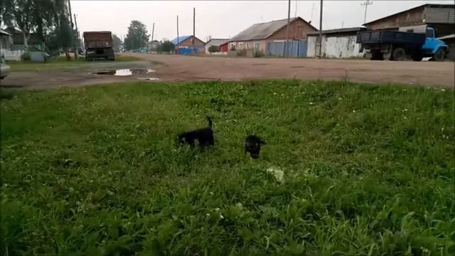 Щенки-антидепрессанты