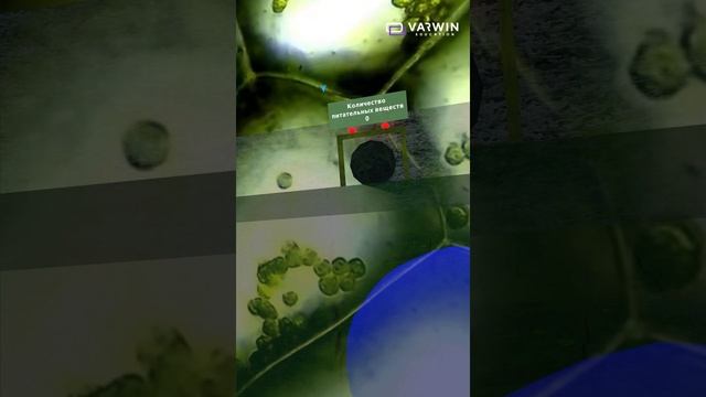 Ты когда-нибудь видел, как выглядит клетка растения изнутри? Смотри и узнавай! смотреть онлайн