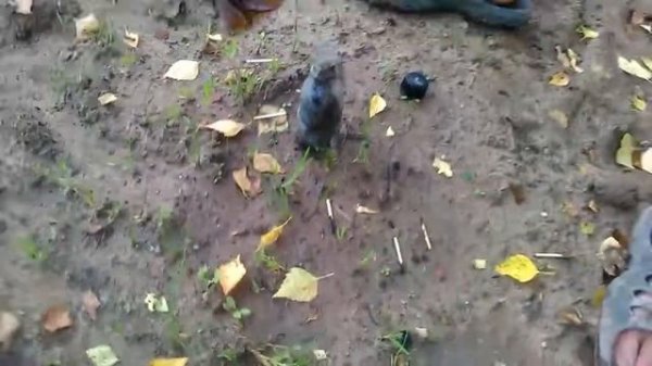 Называется взорвали банку с керосином