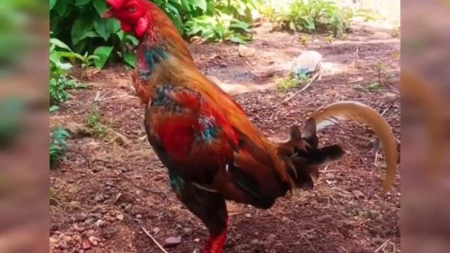 Brazil Lezears and Vietnam | Chicken Farm смотреть онлайн