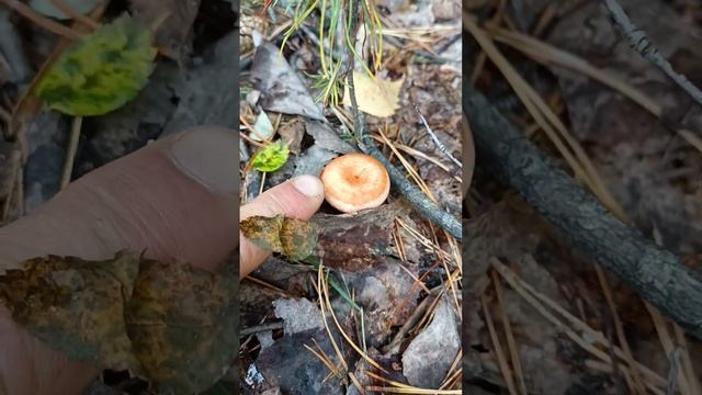 4 сентября 2024 г. смотреть онлайн