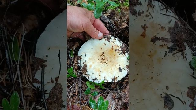 4 сентября 2024 г. смотреть онлайн