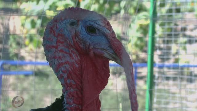 Зоопарк . Индейка домашняя смотреть онлайн