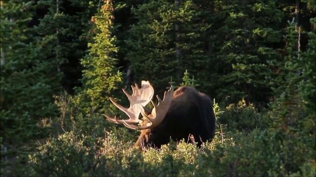 А ты знаешь, кто в лесу?..  видео-журнал "Познавай-ка"