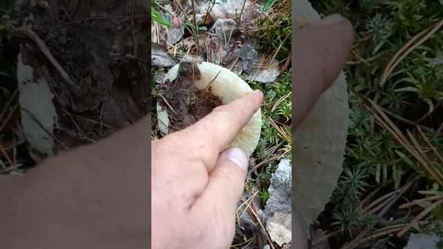 Как отличить настоящий белый груздь от подгруздка. смотреть онлайн