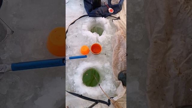 Первый лёд, ловлю чебака. смотреть онлайн