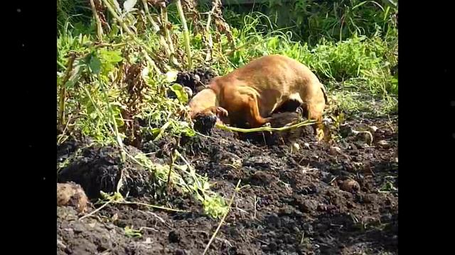 Хвостатый огородник