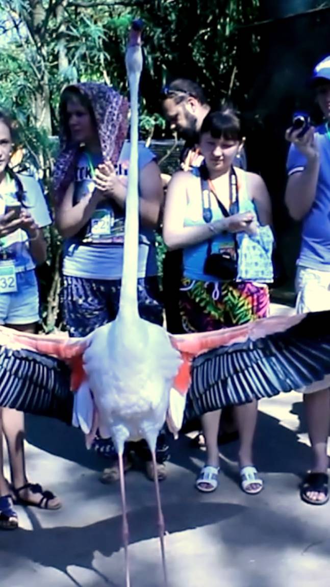 Таиланд, Паттайя зажигательный танец фламинго смотреть онлайн