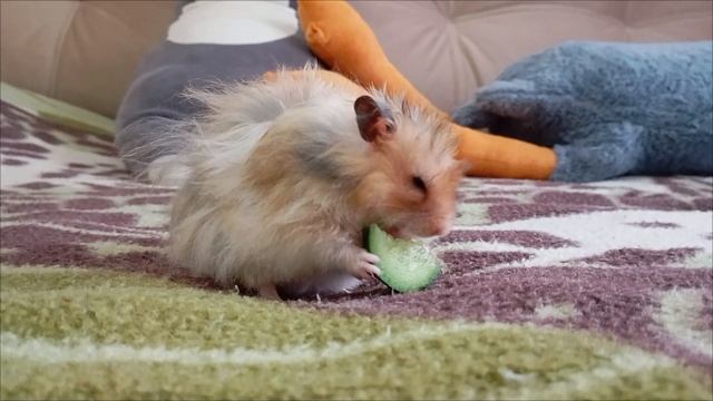 Феня и огурчик 🥰🐹🥒 смотреть онлайн