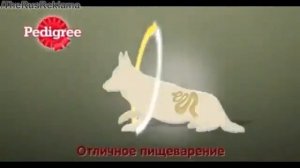 Реклама Педигри - "У Манюни проблемы с пищеварением"