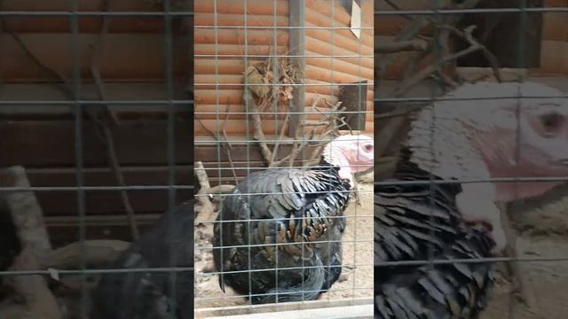 Индюшка Пава #коты #cat #обзор #catlover #реки #кот #cute #funny #sims4 #котик смотреть онлайн