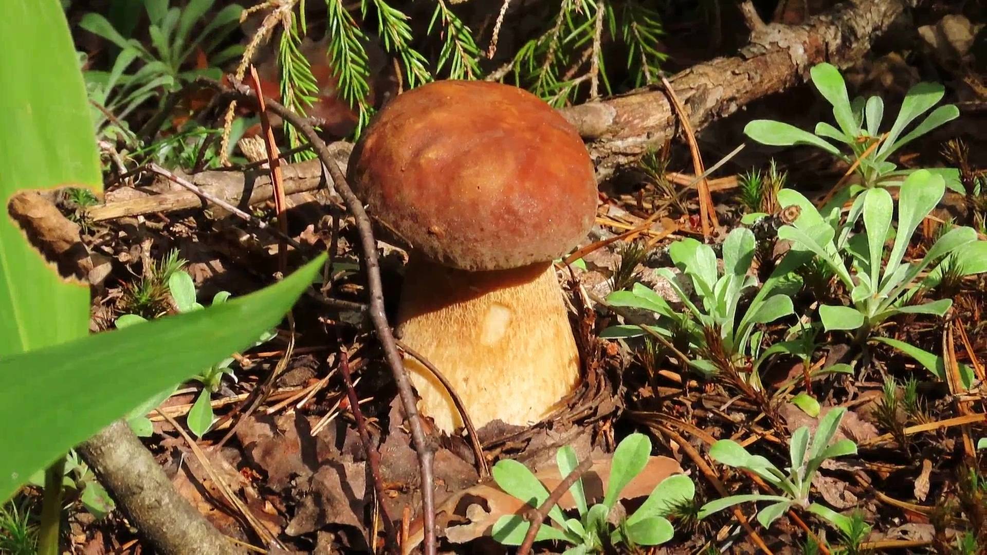 За белыми грибами.Тихая охота продолжается. смотреть онлайн