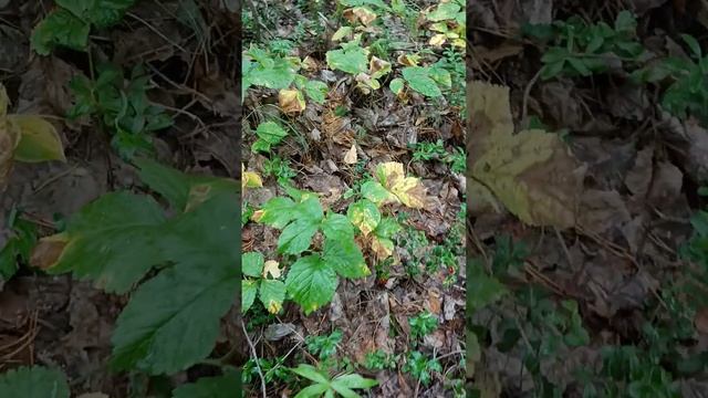 Костяника смотреть онлайн