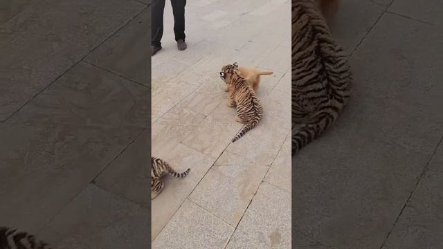 Щенок так рад встрече со своими новыми друзьями смотреть онлайн