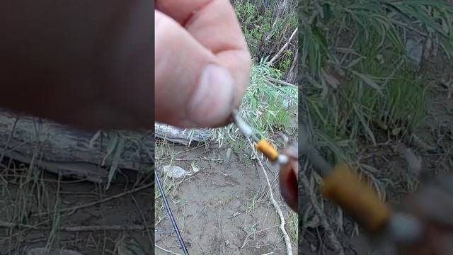 Наконец-то разловил кембрики. смотреть онлайн