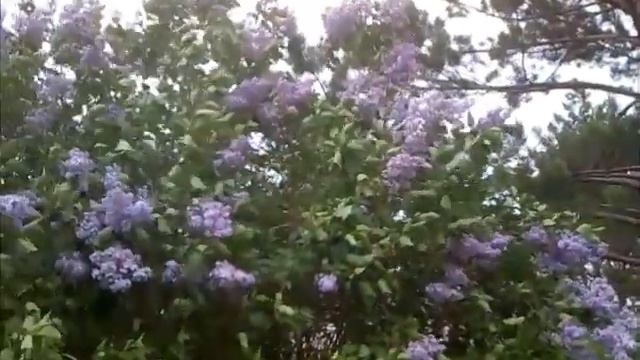 Весенний ветер