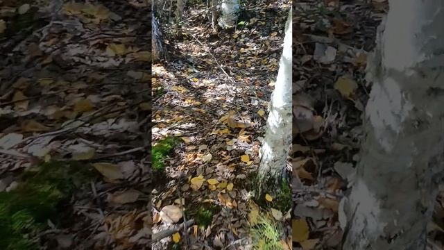 Чёрные грузди ждут на точке) смотреть онлайн