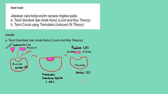 Soal dan Pembahasan Cara Kerja Enzim Menurut Lock and Theory dan Induced Fit Theory смотреть онлайн