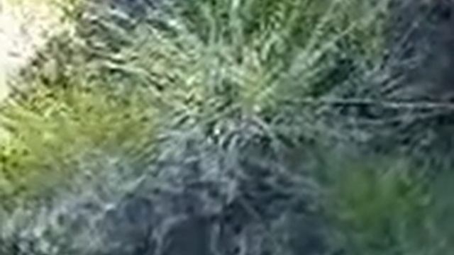 езда по болоту мягкий мох смотреть онлайн