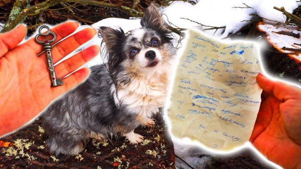 Кто похитил Кису Алису? 😱 Тайны мистического леса 🌲🔑