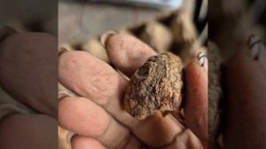 Что делать с луковицами тюльпанов  из букета на 8 Марта?