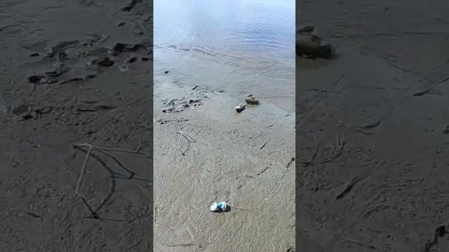 Дуплет из язишек. смотреть онлайн