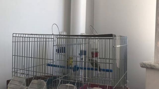 CHANTEUR D'AFRIQUE VS SERIN DU MOZAMBIQUE смотреть онлайн