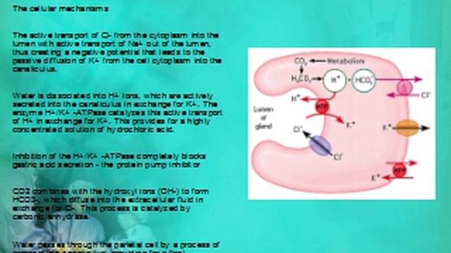 The digestive system смотреть онлайн
