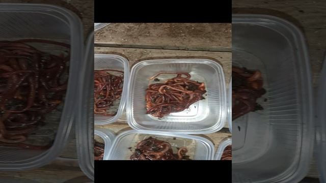 черный принц