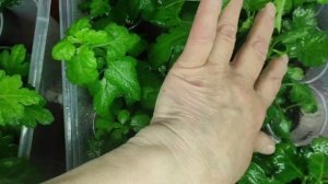 Обработка хризантем от болезней.