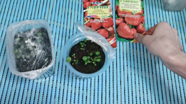 Земляника из семян спустя месяц от посева. Чем подкармливаю свою рассаду. смотреть онлайн