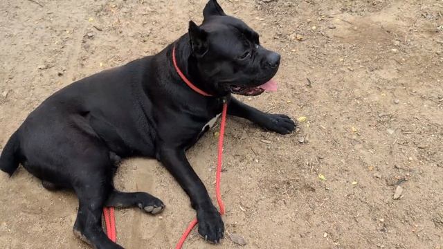 Training a dog that tried to attack me смотреть онлайн