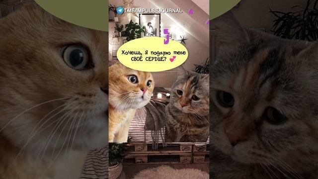 Подарочек #мыкотики #вмем #разговор #анекдот #шутки #кот #юмор #смешное #прикольно #мемы #cat смотреть онлайн