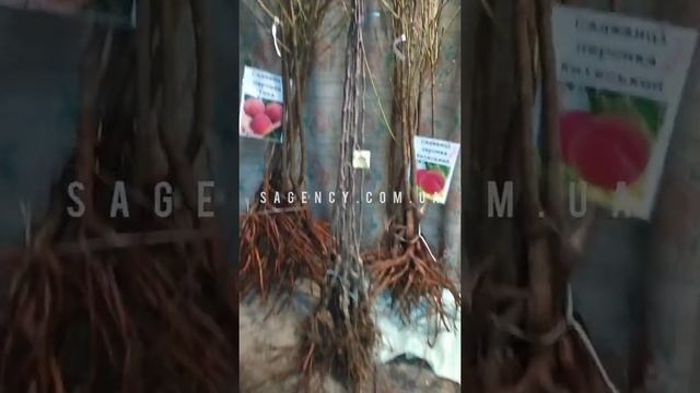 Саджанці персика SadAgro 29.03.2020 смотреть онлайн