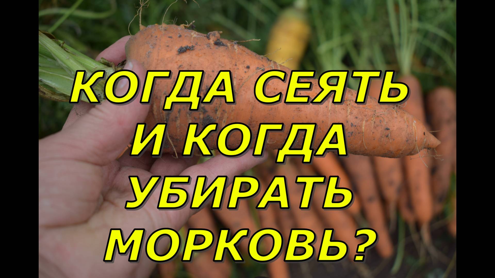 Сею и убираю морковь в этом сезоне 2024 не как обычно Причины смотреть онлайн