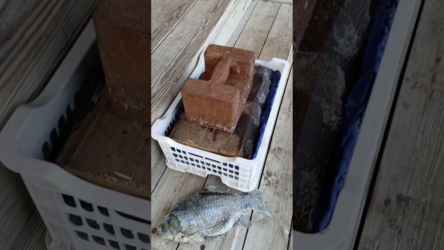 Карась сухого посола.