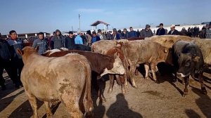 Карши карвон мол бозори орзон ангус семнтал 1000 кело букалар 18 03  2024