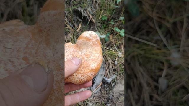 Рыжик смотреть онлайн