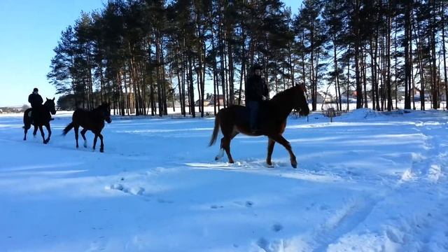 Весенние лошадки смотреть онлайн
