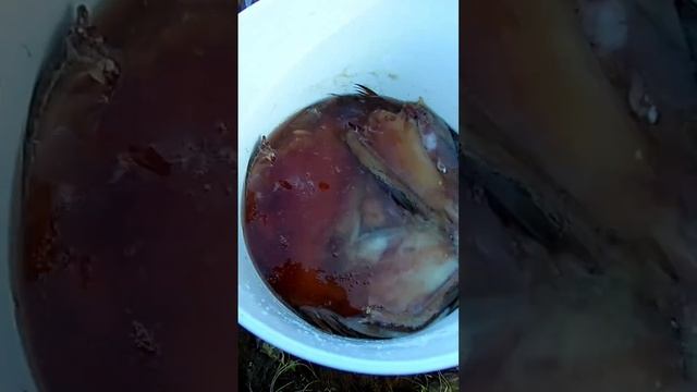 Готовлюсь к холодному копчению смотреть онлайн