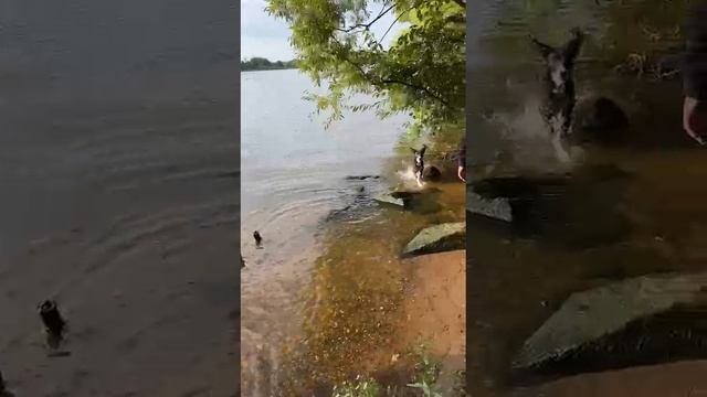 Собаки водники