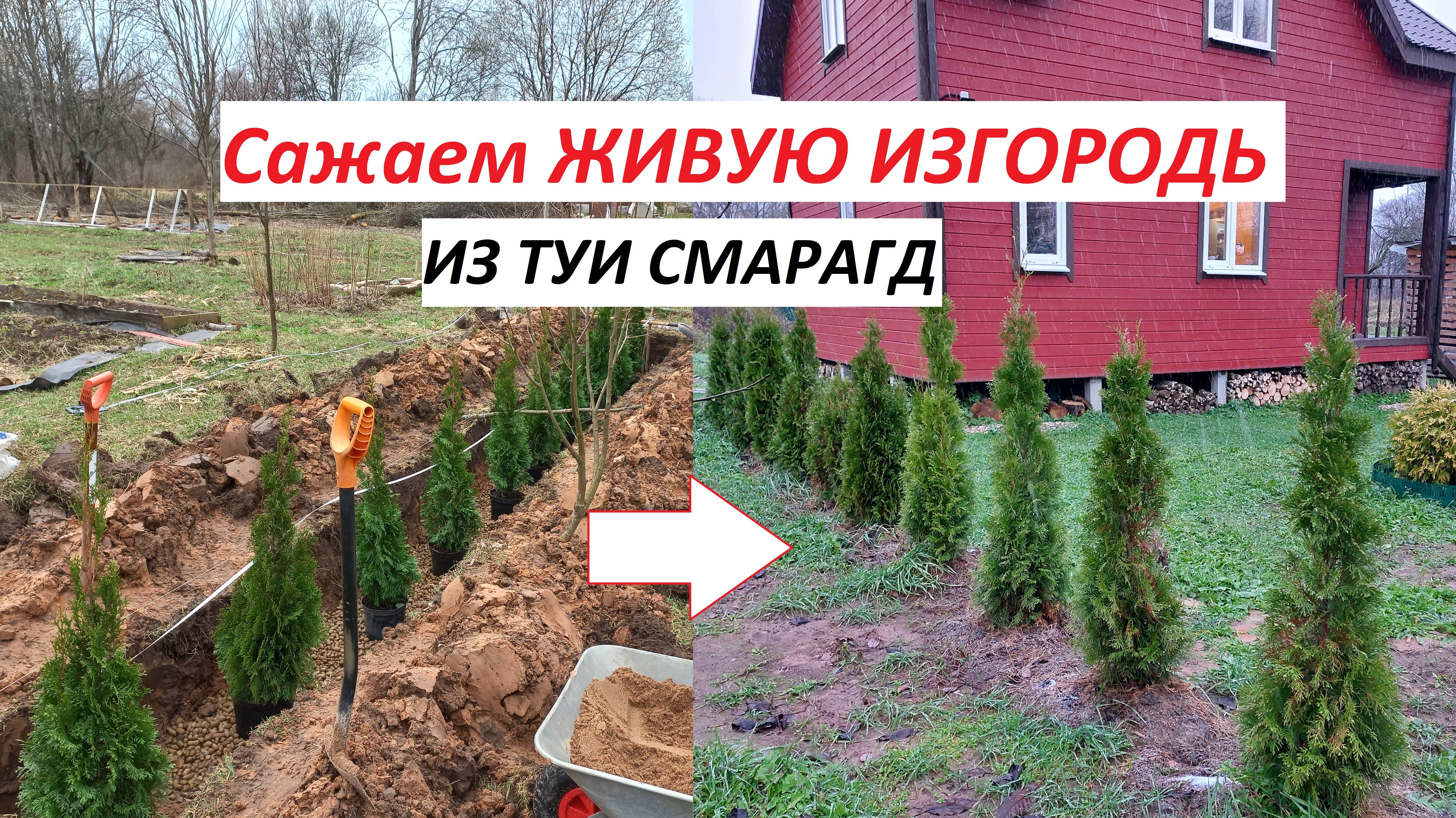 Сажаем ЖИВУЮ ИЗГОРОДЬ из ТУИ СМАРАГД. Отделяем огородную зону от зоны отдыха.