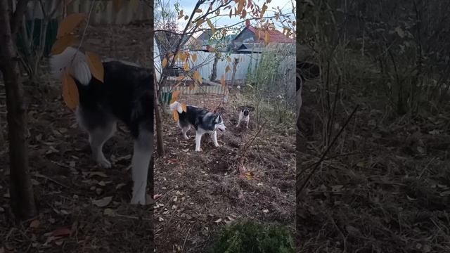 Выгул всея собачести смотреть онлайн