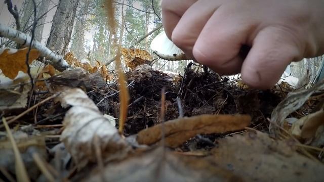 Грибы съедобные и не съедобные