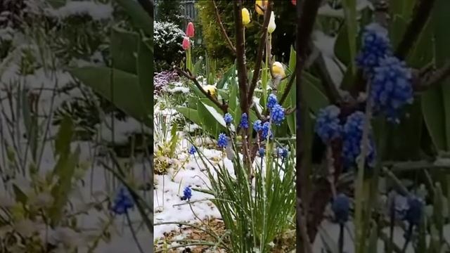 Майский снег. Дмитрий Шлапак смотреть онлайн