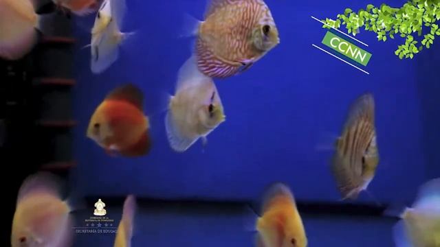 Acuario: interacciones en vivo, 8vo Grado Ciencias Naturales смотреть онлайн