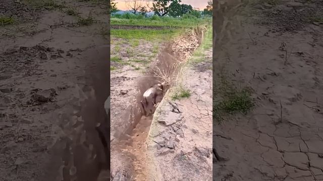 Антилопа против леопарда смотреть онлайн