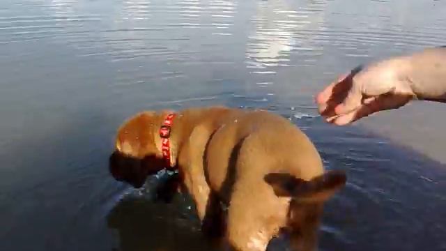 шага в воде по колено ))))) смотреть онлайн