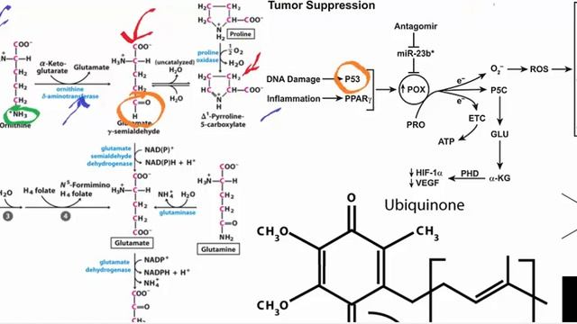 Biochemistry | Catabolism Of Arginine & Proline