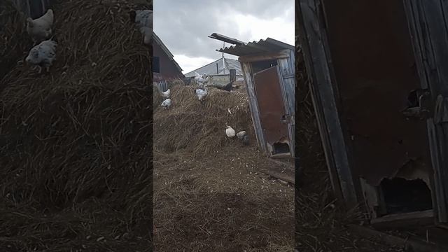 поросят не продали, будет свиноферма))) смотреть онлайн